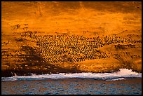 Cormorant colony at sunrise, Santa Barbara Island. Channel Islands National Park, California, USA.