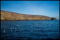 Seabirds and Arch Point, Santa Barbara Island. Channel Islands National Park, California, USA.