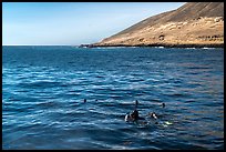 Scuba divers and sea lions on the surface, Santa Barbara Island. Channel Islands National Park, California, USA.