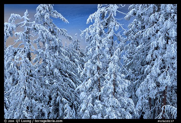 Snow-covered trees and lake waters at sunrise. Crater Lake National Park, Oregon, USA.