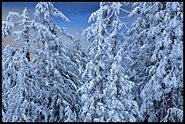 Snow-covered trees and lake waters at sunrise. Crater Lake National Park, Oregon, USA. (color)