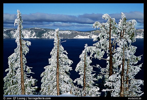 Trees with hoar frost above  Lake. Crater Lake National Park, Oregon, USA.