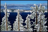 Trees with hoar frost above  Lake. Crater Lake National Park, Oregon, USA.