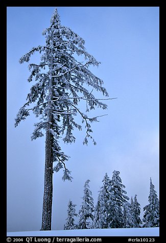 Tall snow-covered pine tree. Crater Lake National Park, Oregon, USA.