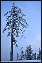 Tall snow-covered pine tree. Crater Lake National Park, Oregon, USA.