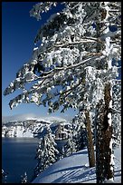 Trees framing  lake in winter. Crater Lake National Park, Oregon, USA.