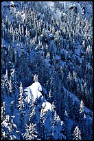 Pine forest on slope in winter. Crater Lake National Park, Oregon, USA.