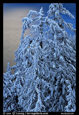 Snow-covered trees and lake waters at sunrise. Crater Lake National Park (color)