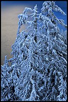 Snow-covered trees and lake waters at sunrise. Crater Lake National Park, Oregon, USA.