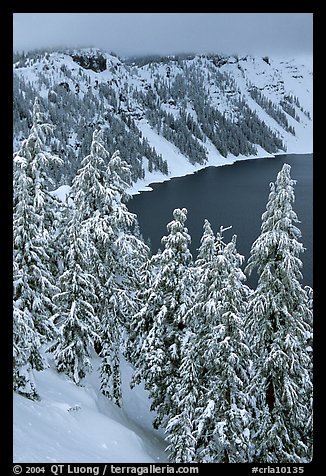 Trees and Lake rim in winter. Crater Lake National Park, Oregon, USA.