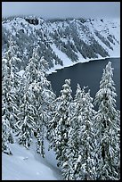 Trees and Lake rim in winter. Crater Lake National Park ( color)