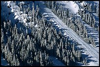 Slope covered with trees in winter. Crater Lake National Park, Oregon, USA. (color)