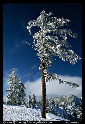 Frost-covered pine tree. Crater Lake National Park, Oregon, USA.