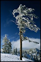 Frost-covered pine tree. Crater Lake National Park, Oregon, USA.