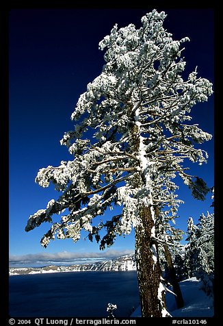 Pine tree with fresh snow on  lake rim. Crater Lake National Park (color)