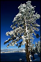 Pine tree with fresh snow on  lake rim. Crater Lake National Park, Oregon, USA.