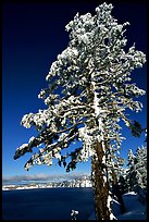 Pine tree with fresh snow on  lake rim. Crater Lake National Park, Oregon, USA. (color)