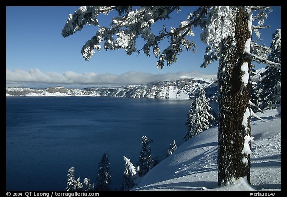 Pine tree with fresh snow on  lake rim. Crater Lake National Park, Oregon, USA.