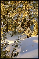 Fresh snow on sunlit branches. Crater Lake National Park, Oregon, USA.