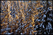 Forest with fresh snow and sunset light. Crater Lake National Park, Oregon, USA. (color)