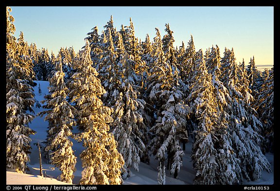 Conifers with fresh snow and sunset light. Crater Lake National Park, Oregon, USA.