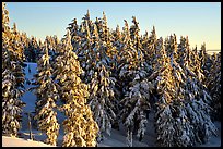 Conifers with fresh snow and sunset light. Crater Lake National Park, Oregon, USA. (color)