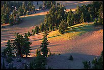Volcanic hills and pine trees. Crater Lake National Park ( color)