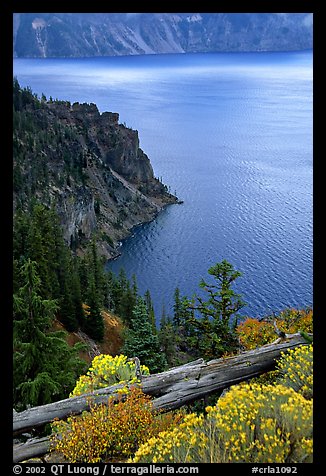 Sagebrush on Lake rim. Crater Lake National Park, Oregon, USA.