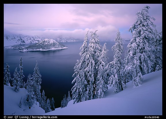 Trees, Wizard Island, and lake, winter dusk. Crater Lake National Park (color)