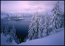 Trees, Wizard Island, and lake, winter dusk. Crater Lake National Park, Oregon, USA.