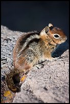 Ground squirel. Crater Lake National Park, Oregon, USA.