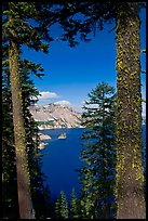 Lake seen between pine trees. Crater Lake National Park, Oregon, USA.