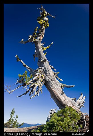 Ancient Whitebark pine and lichen. Crater Lake National Park, Oregon, USA.