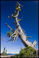 Ancient Whitebark pine and lichen. Crater Lake National Park, Oregon, USA.