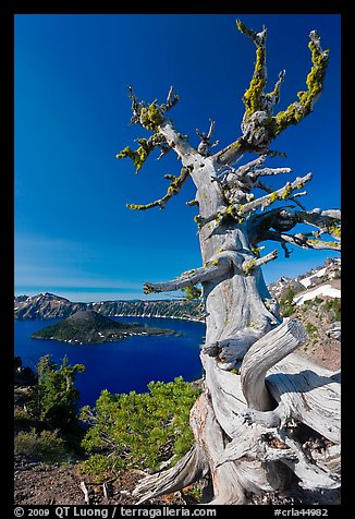 Whitebark pine tree and lake. Crater Lake National Park, Oregon, USA.