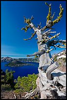 Whitebark pine tree and lake. Crater Lake National Park, Oregon, USA.