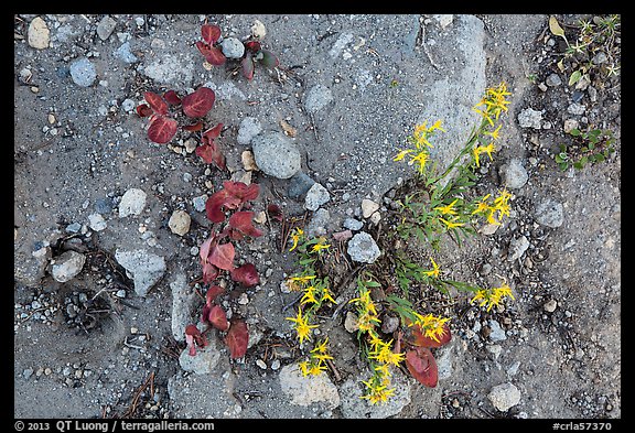 Ground view with flowers and leaves in autumn. Crater Lake National Park (color)