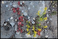 Ground view with flowers and leaves in autumn. Crater Lake National Park, Oregon, USA.
