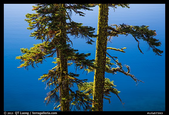 Two tree trunks with lichen profiled agains blue waters, Wizard Island. Crater Lake National Park (color)
