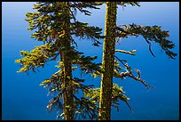 Two tree trunks with lichen profiled agains blue waters, Wizard Island. Crater Lake National Park ( color)