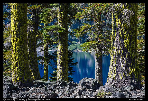 Western Hemlock (Tsuga mertensiana) trunks, Wizard Island. Crater Lake National Park (color)