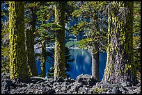 Western Hemlock (Tsuga mertensiana) trunks, Wizard Island. Crater Lake National Park ( color)
