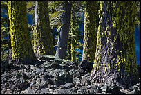 Lava rocks and Western Hemlock trees with lichen, Wizard Island. Crater Lake National Park ( color)