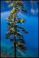 Tree and transparent blue waters, Wizard Island. Crater Lake National Park ( color)