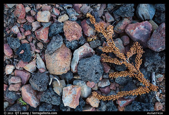 Ground close-up with pumice rocks and fallen branch with needles, Wizard Island. Crater Lake National Park (color)