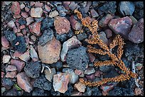 Ground close-up with pumice rocks and fallen branch with needles, Wizard Island. Crater Lake National Park, Oregon, USA.