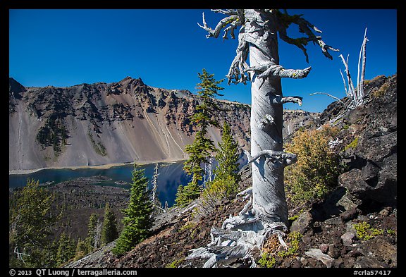 Massive trunk of whitebark pine near Wizard Island summit. Crater Lake National Park (color)