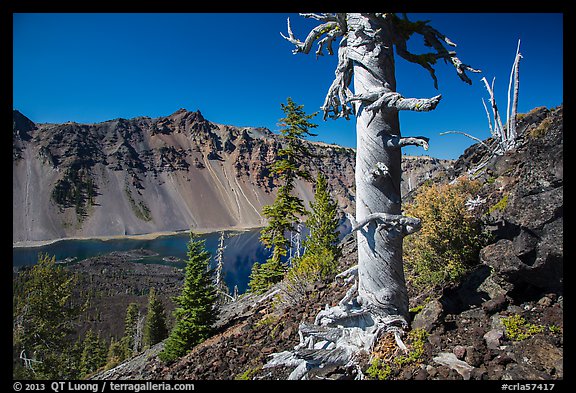 Massive trunk of whitebark pine near Wizard Island summit. Crater Lake National Park (color)
