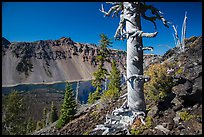 Massive trunk of whitebark pine near Wizard Island summit. Crater Lake National Park ( color)