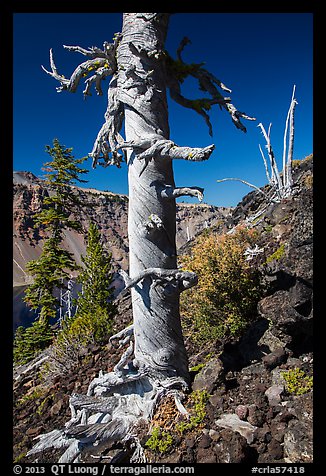Whitebark pines on Wizard Island cinder cone. Crater Lake National Park (color)